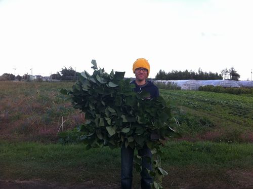 JFS/Ezorock Grows Organic Vegetables by Utilizing Garbage from Rock Festival