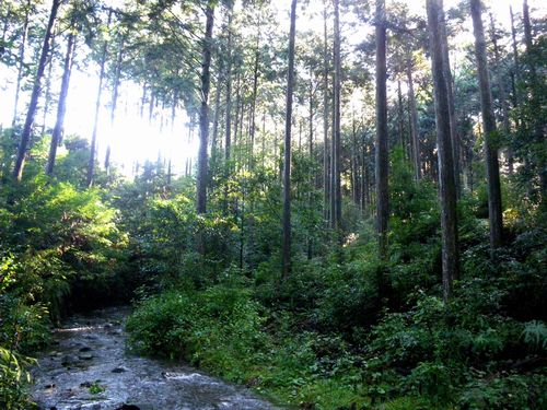 JFS/Hayami Forest