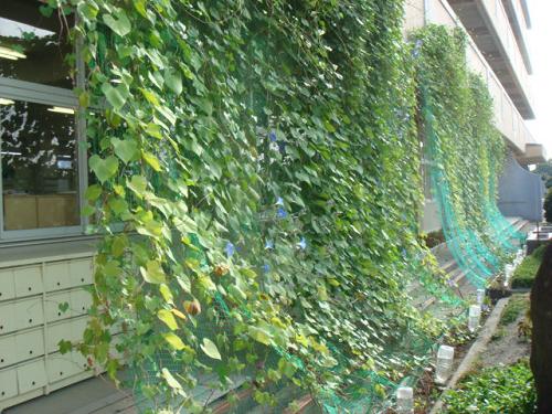 Green 'Curtains' of Plants to Climb School Walls across Japan (mobile)|  Japan for Sustainability